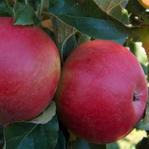 Malus domestica 'Doch Melby' - Õunapuu 'Doch Melby' C6/6L